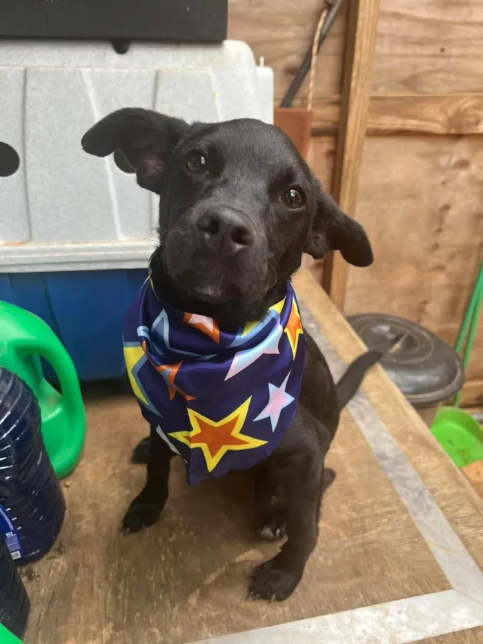Cachorro ra a SRD-ViraLata idade 3 anos nome Oreo