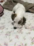 Belinha 