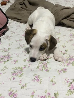 Cachorro raça SRD-ViraLata idade 7 a 11 meses nome Belinha 