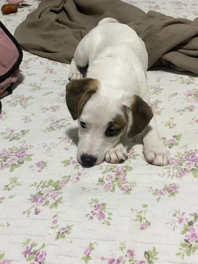 Cachorro raça SRD-ViraLata idade 7 a 11 meses nome Belinha 