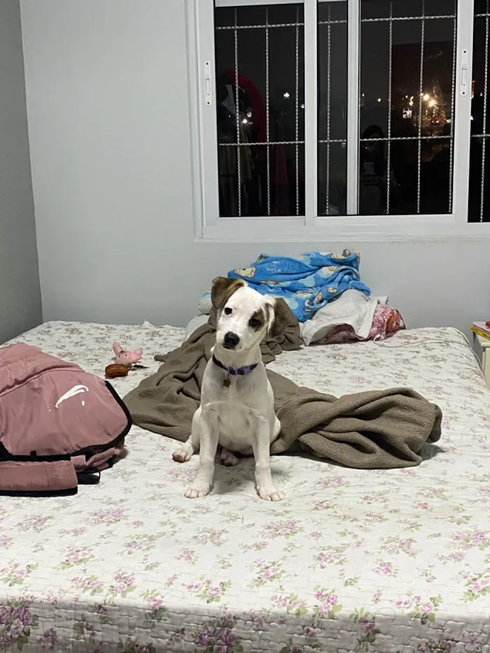Cachorro ra a SRD-ViraLata idade 7 a 11 meses nome Belinha 