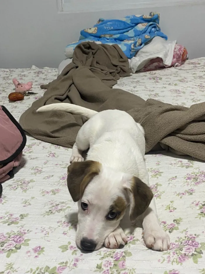 Cachorro ra a SRD-ViraLata idade 7 a 11 meses nome Belinha 