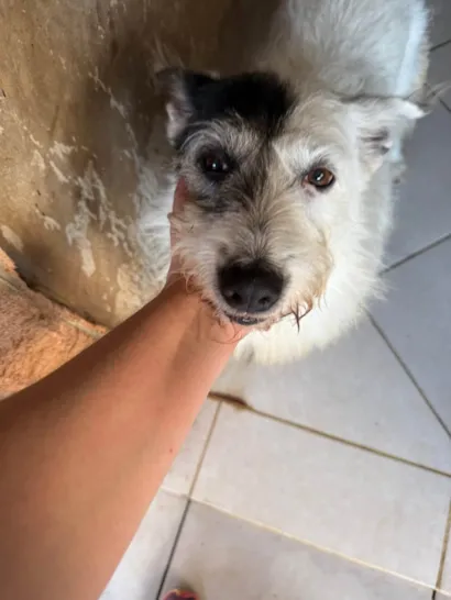 Cachorro raça SRD-ViraLata idade 3 anos nome Luna