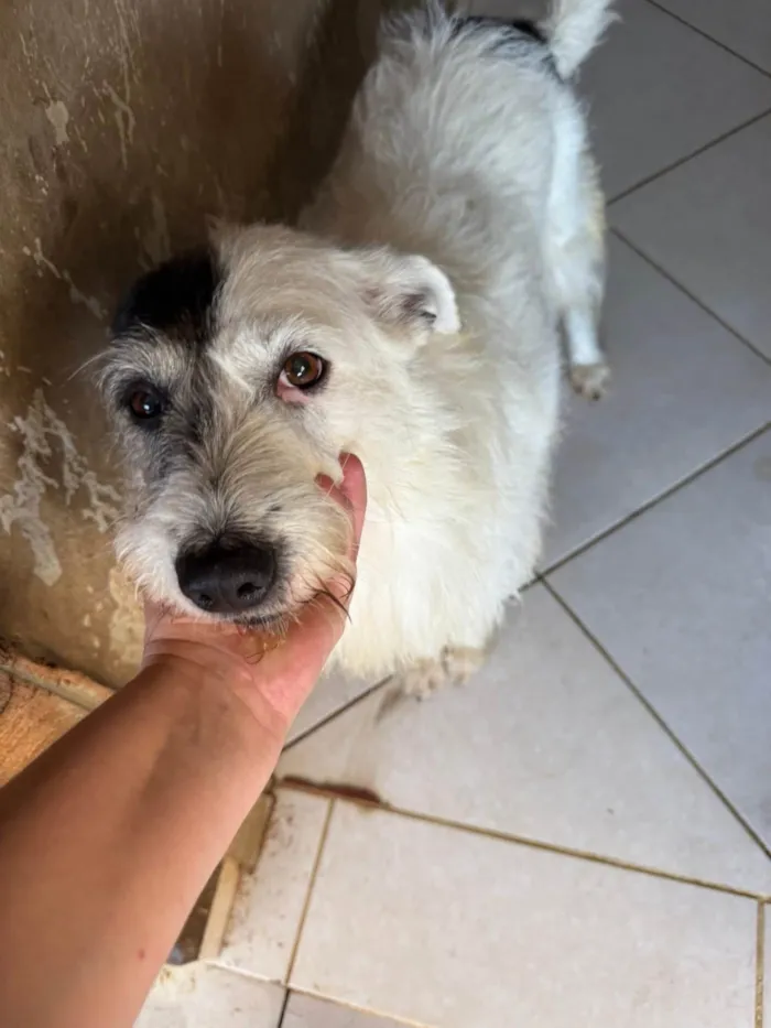 Cachorro ra a SRD-ViraLata idade 3 anos nome Luna