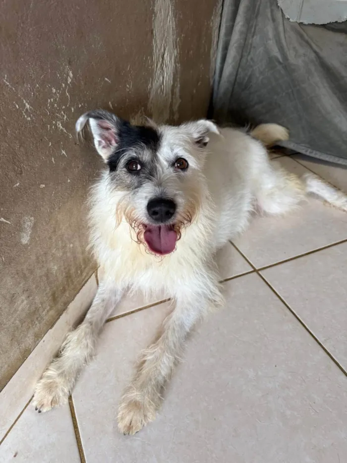 Cachorro ra a SRD-ViraLata idade 3 anos nome Luna
