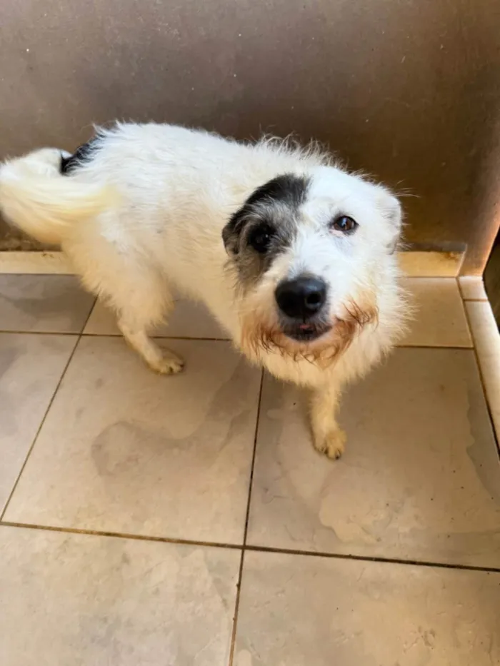 Cachorro ra a SRD-ViraLata idade 3 anos nome Luna