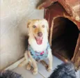 Feliz