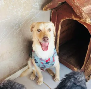 Cachorro raça SRD-ViraLata idade 1 ano nome Feliz
