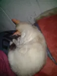 Sophie