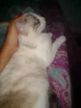 Sophie
