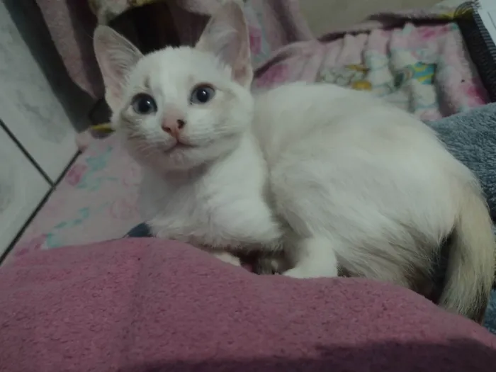 Gato ra a SRD-ViraLata idade 7 a 11 meses nome Sophie 