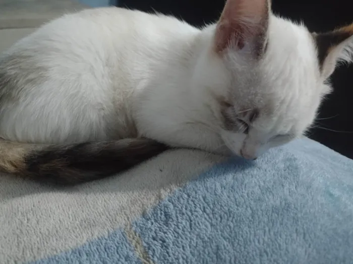 Gato ra a SRD-ViraLata idade 7 a 11 meses nome Sophie 