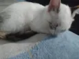Sophie