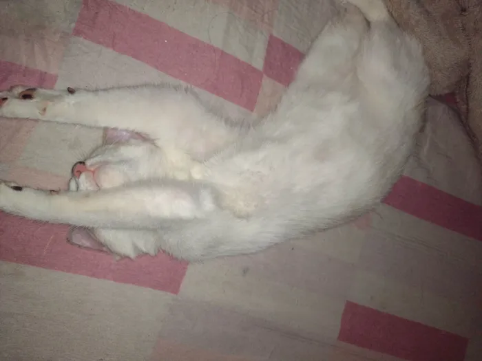 Gato ra a SRD-ViraLata idade 7 a 11 meses nome Sophie 