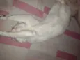 Sophie