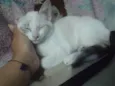 Sophie