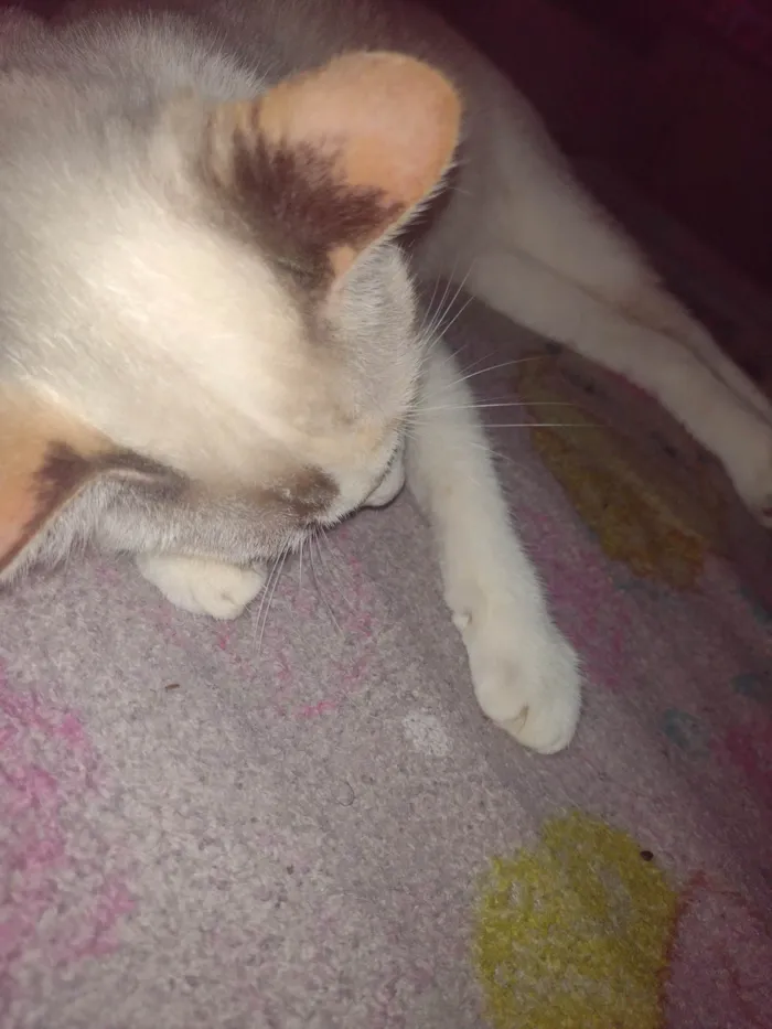 Gato ra a SRD-ViraLata idade 7 a 11 meses nome Sophie 