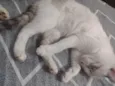 Sophie