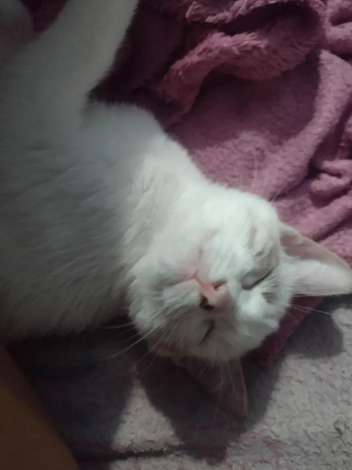 Gato ra a SRD-ViraLata idade 7 a 11 meses nome Sophie 
