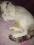 Sophie