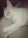 Sophie