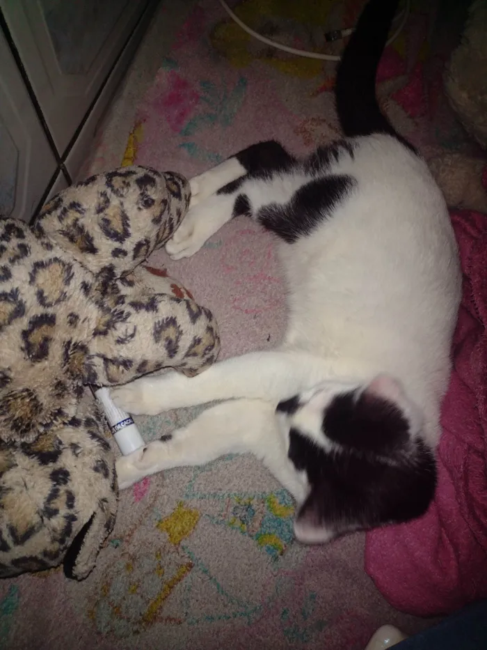 Gato ra a SRD-ViraLata idade 7 a 11 meses nome Bala 