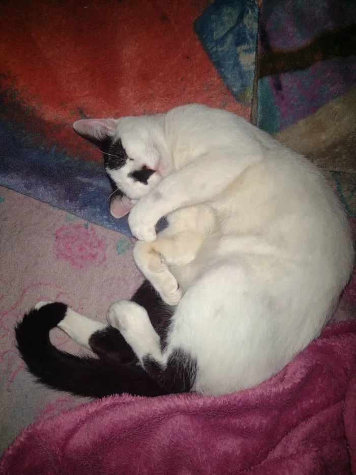 Gato ra a SRD-ViraLata idade 7 a 11 meses nome Bala 