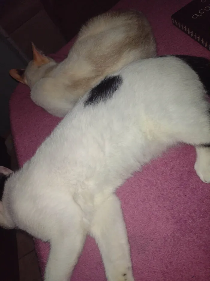 Gato ra a SRD-ViraLata idade 7 a 11 meses nome Bala 