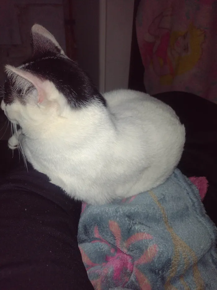 Gato ra a SRD-ViraLata idade 7 a 11 meses nome Bala 