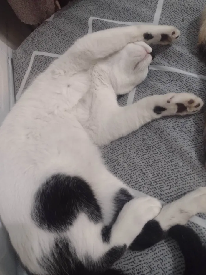Gato ra a SRD-ViraLata idade 7 a 11 meses nome Bala 