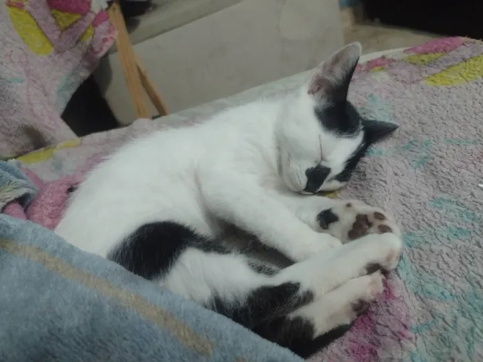 Gato ra a SRD-ViraLata idade 7 a 11 meses nome Bala 