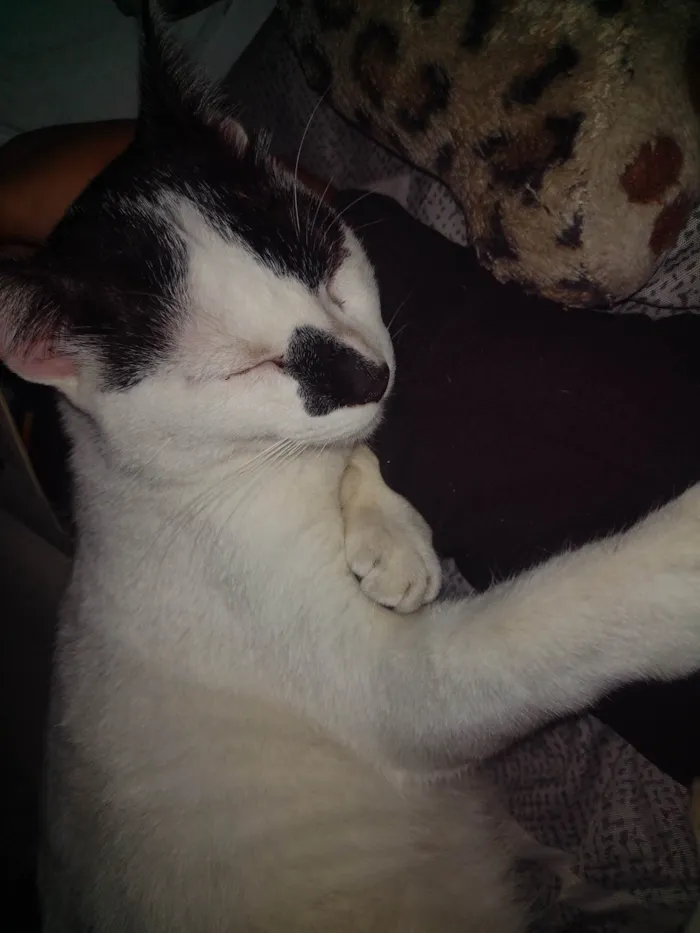 Gato ra a SRD-ViraLata idade 7 a 11 meses nome Bala 