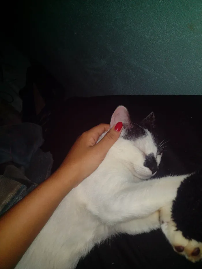 Gato ra a SRD-ViraLata idade 7 a 11 meses nome Bala 