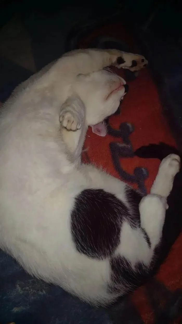 Gato ra a SRD-ViraLata idade 7 a 11 meses nome Bala 