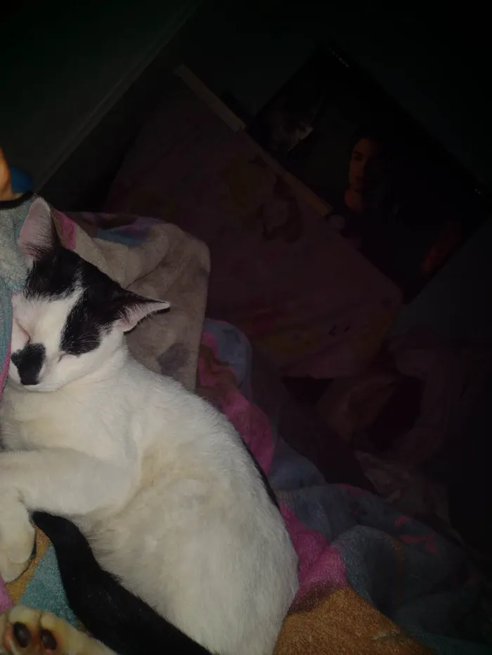 Gato ra a SRD-ViraLata idade 7 a 11 meses nome Bala 