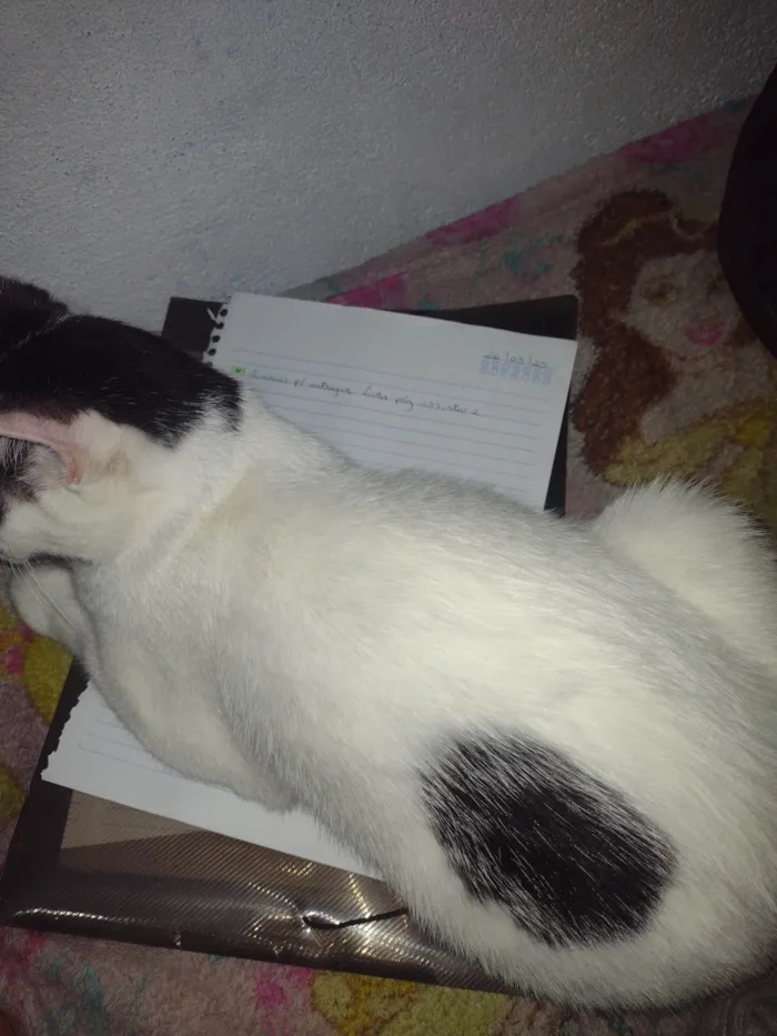 Gato ra a SRD-ViraLata idade 7 a 11 meses nome Bala 