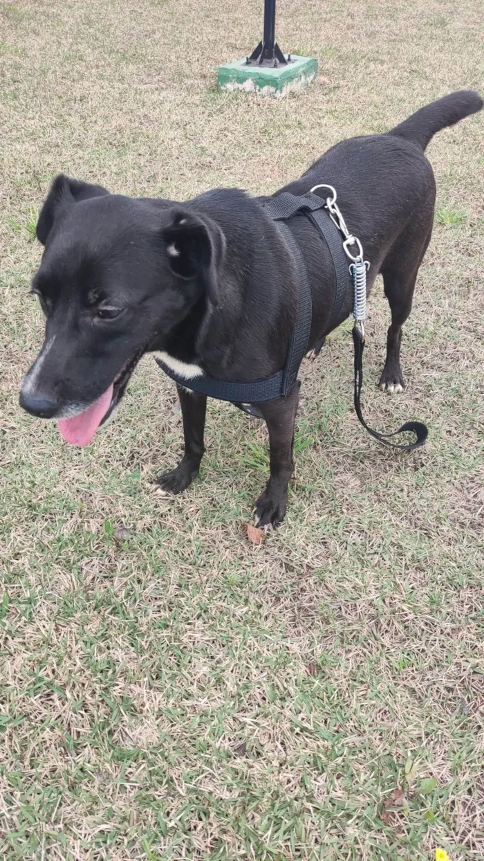 Cachorro ra a ViraLata idade 2 anos nome Ryuk