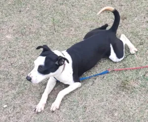 Cachorro raça SRD-ViraLata idade 2 anos nome Zaya