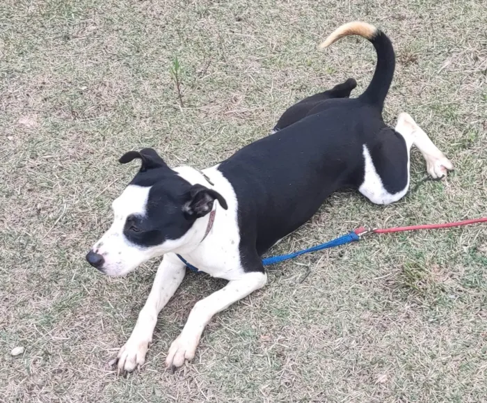 Cachorro ra a SRD-ViraLata idade 2 anos nome Zaya