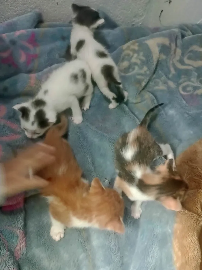 Gato ra a SRD-ViraLata idade 2 a 6 meses nome Filhotes 