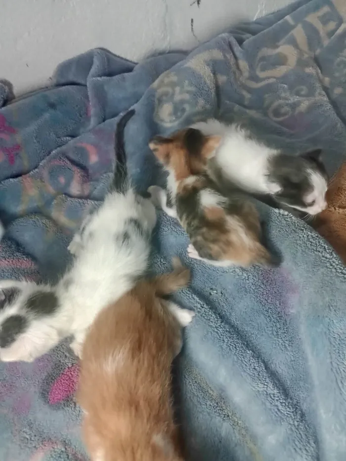 Gato ra a SRD-ViraLata idade 2 a 6 meses nome Filhotes 