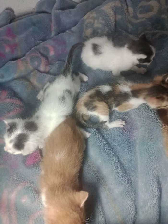 Gato ra a SRD-ViraLata idade 2 a 6 meses nome Filhotes 