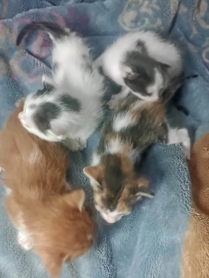 Gato ra a SRD-ViraLata idade 2 a 6 meses nome Filhotes 