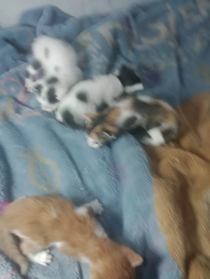Gato ra a SRD-ViraLata idade 2 a 6 meses nome Filhotes 
