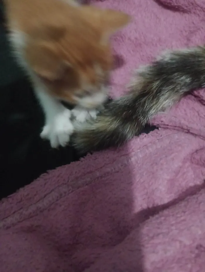 Gato ra a SRD-ViraLata idade 2 a 6 meses nome Filhotes 
