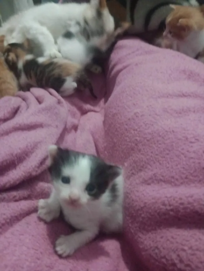 Gato ra a SRD-ViraLata idade 2 a 6 meses nome Filhotes 