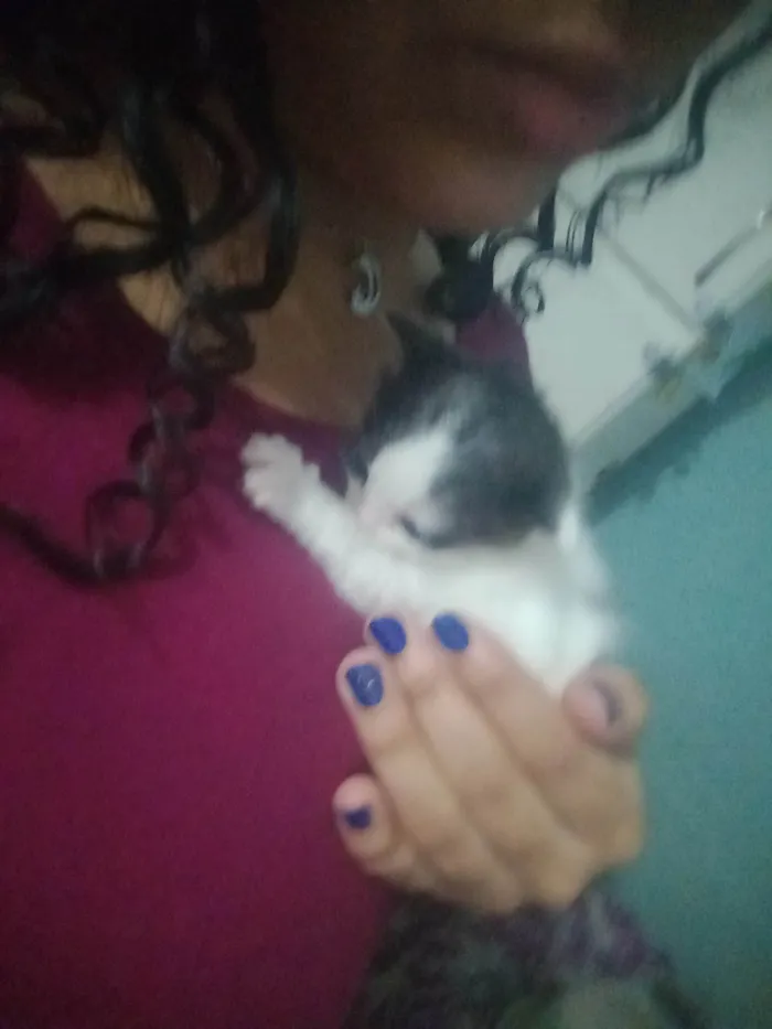 Gato ra a SRD-ViraLata idade 2 a 6 meses nome Filhotes 