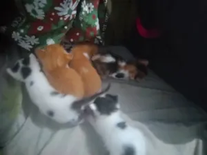 Gato raça SRD-ViraLata idade 2 a 6 meses nome Filhotes 
