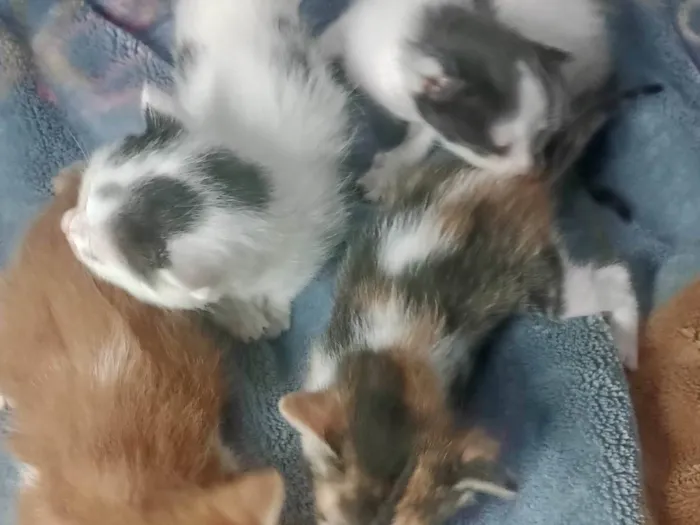 Gato ra a SRD-ViraLata idade 2 a 6 meses nome Filhotes 