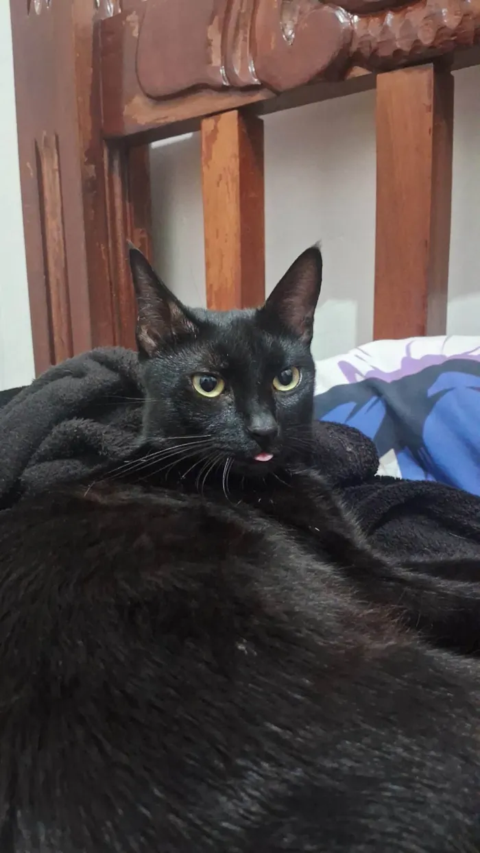 Gato ra a SRD-ViraLata idade 3 anos nome Minrinrin